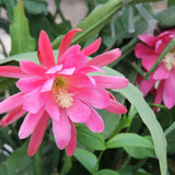 1 Feet Epiphyllum Orchid Cactus Plants Live, Vibrant Color Orchird Cactus Fully-Rooted in 4" Pot, Cold Hardy, Fragrant (Pink)