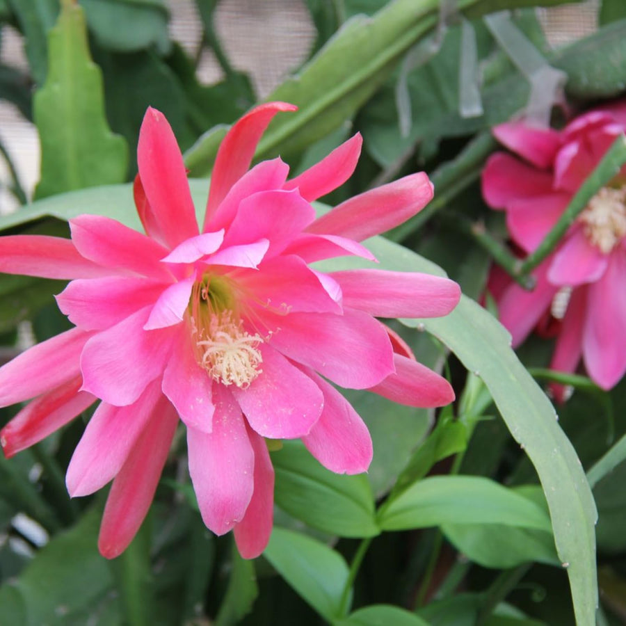 1 Feet Epiphyllum Orchid Cactus Plants Live, Vibrant Color Orchird Cactus Fully-Rooted in 4" Pot, Cold Hardy, Fragrant (Pink)