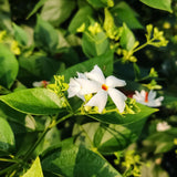 1 Year Old Parijat Tree Plant Live, Fragrant Night Flowering Jasmine Climbing Bush Tree Live Plant for Growing, Half Gallon Size, No CA