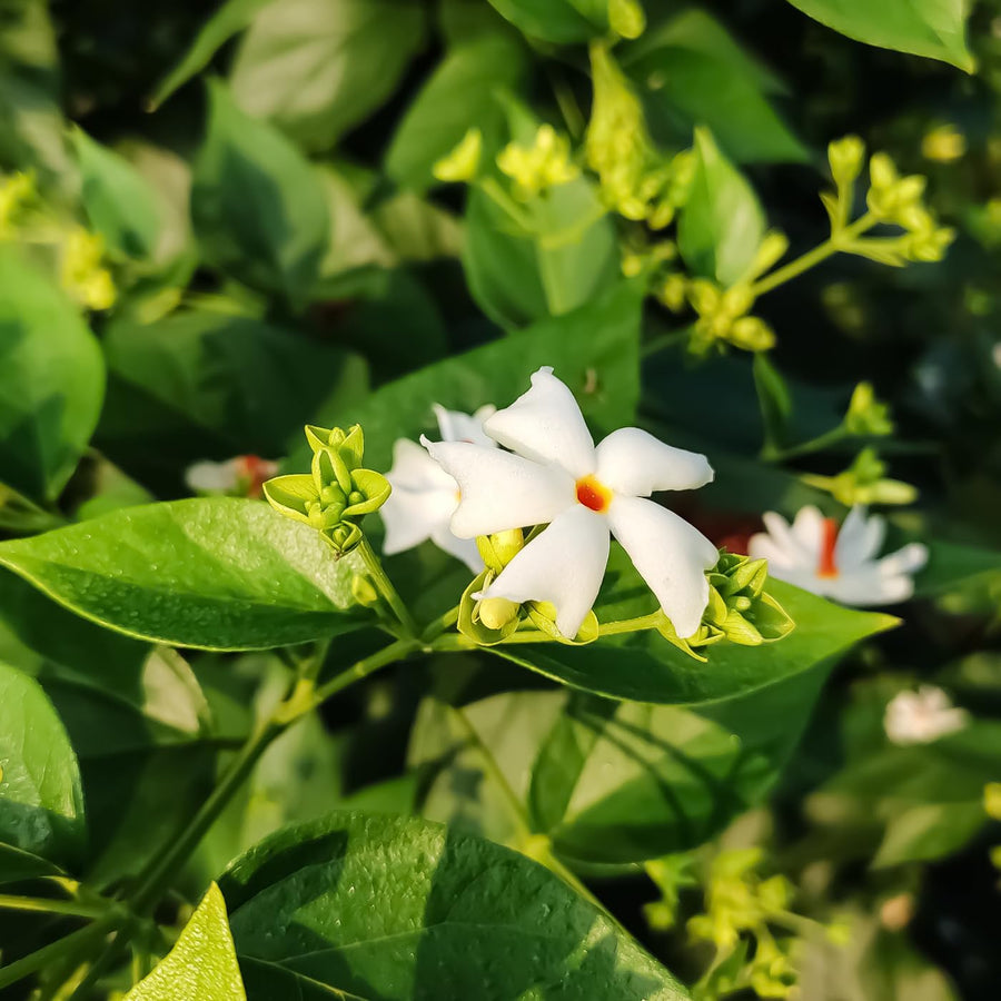 1 Year Old Parijat Tree Plant Live, Fragrant Night Flowering Jasmine Climbing Bush Tree Live Plant for Growing, Half Gallon Size, No CA