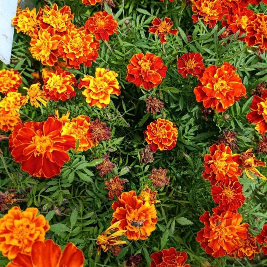 Set 3 Dwarf Marigold Live Plant, Mixed Color Marigold 4-6 Inch Tall for Outdoor Spaces and Container Gardens