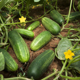 Cucumber Plants Live, 6-8 Inches Tall in 4 Inch Pot, 2 Plants Per Pot, Vegetable Plants for Garden or Containers