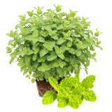 Fresh Strawberry Mint Live Plant No Pot, Mint Herb Live Plant for Indoor Outdoor Growing, Spring Planting