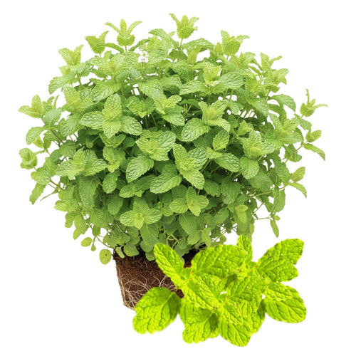 Fresh Strawberry Mint Live Plant No Pot, Mint Herb Live Plant for Indoor Outdoor Growing, Spring Planting