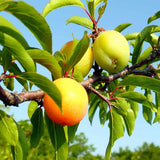 2 American Plum Trees Live Plant, 18-24 Inch Tall, Bareroots Dormant, Plum Plant Live for Planting, Plum Tree Plant Ready to Grow