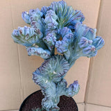 Blue Candle Curly Cactus Live Plant in 4" Pot, Rare Blue Cactus Succulent for Home Decor Outdoor Indoor Growing