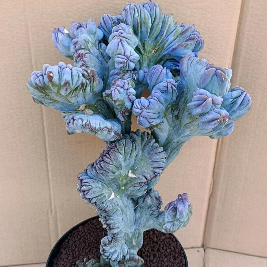 Blue Candle Curly Cactus Live Plant in 4" Pot, Rare Blue Cactus Succulent for Home Decor Outdoor Indoor Growing