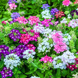 4 Mixed Verbena Plants Live, 5-9" Tall Hardy Perennial Flower Plants, Well-Rooted for Outdoor Planting