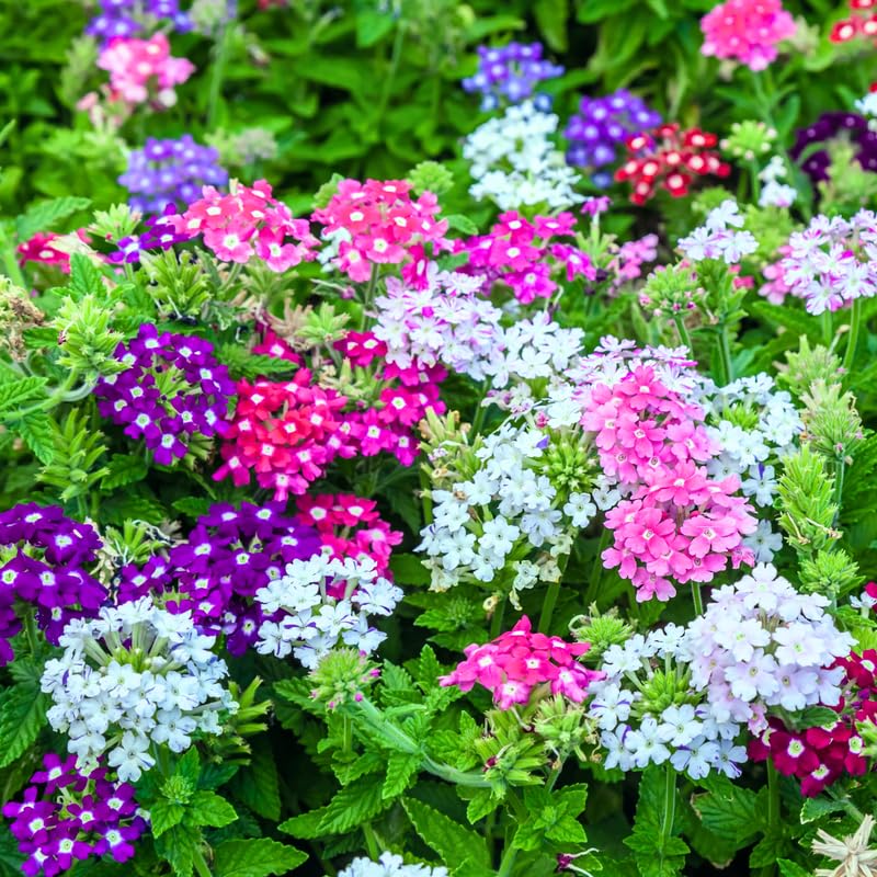 4 Mixed Verbena Plants Live, 5-9" Tall Hardy Perennial Flower Plants, Well-Rooted for Outdoor Planting