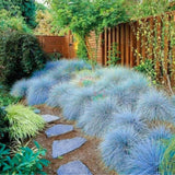 Set 4 Blue Grass Plants Live, Ornamental Grasses Live Plants Perennial in 4 Inch Pot for Planting, 2 Plant per Pot