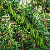 50 Winged Bean Seeds for Planting, Vegetable Vine Plant Seeds Gardening Outdoor