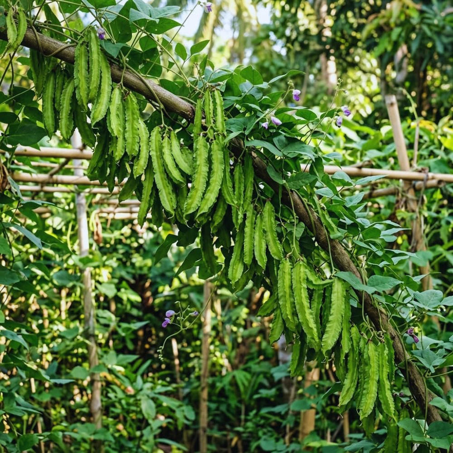 50 Winged Bean Seeds for Planting, Vegetable Vine Plant Seeds Gardening Outdoor