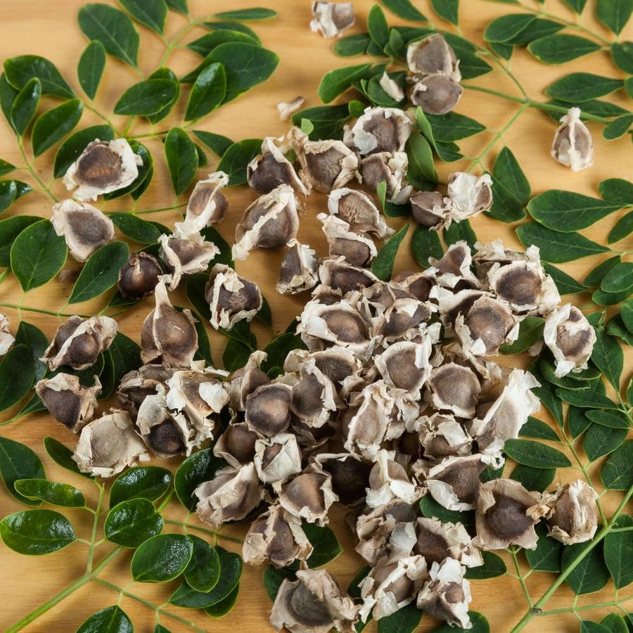 Pack of 50 Moringa Seeds for Planting, Moringa Oleifera Seeds, Fast Growing, Easy Care Seed for Container and Outdoor Planting