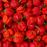 Carolina Reaper Live Pepper Plant, 4 Inch Pot, 3-6 Inch Tall Plant, Super Hot Chili Pepper for Home Gardens, Vegetable Growing and Harvesting