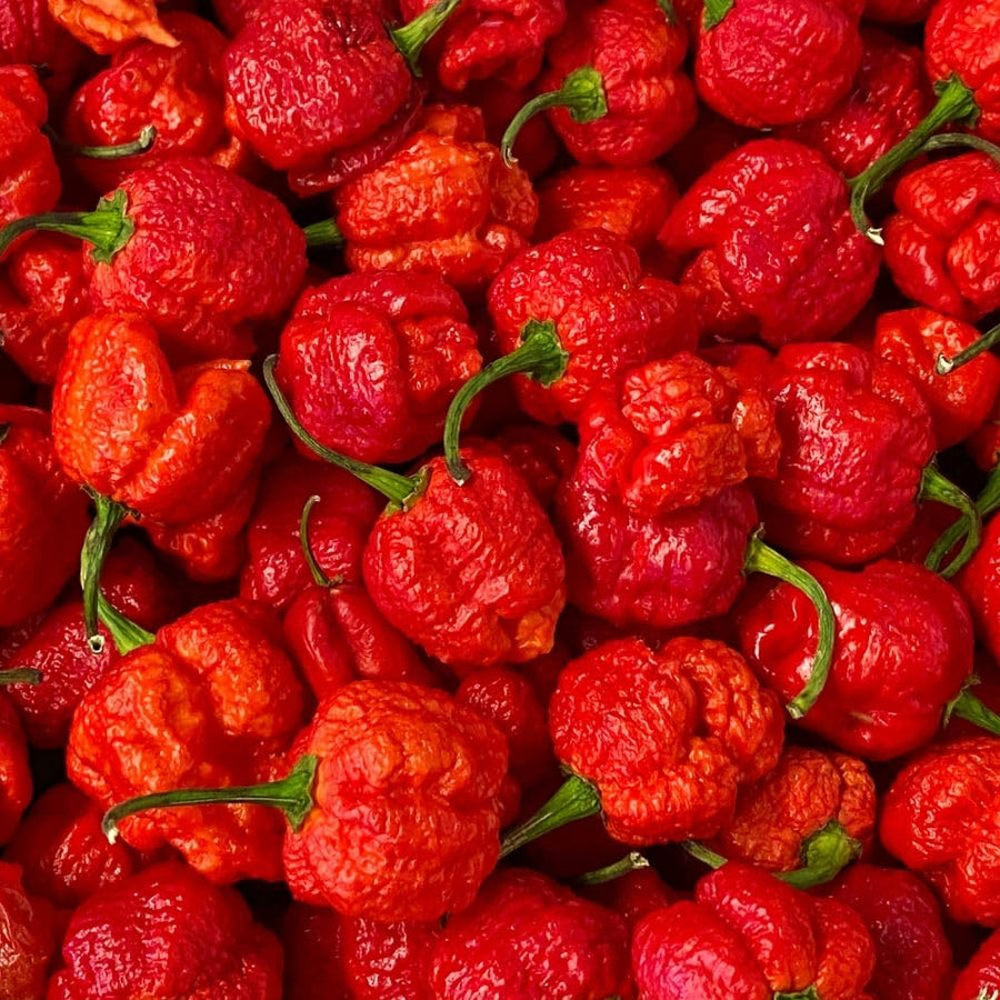 Carolina Reaper Live Pepper Plant, 4 Inch Pot, 3-6 Inch Tall Plant, Super Hot Chili Pepper for Home Gardens, Vegetable Growing and Harvesting