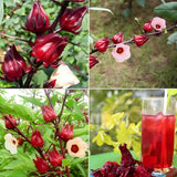 Roselle Seeds, Set of 50 Roselle Seeds, Red Hibiscus Roselle Seed for Outdoor Planting