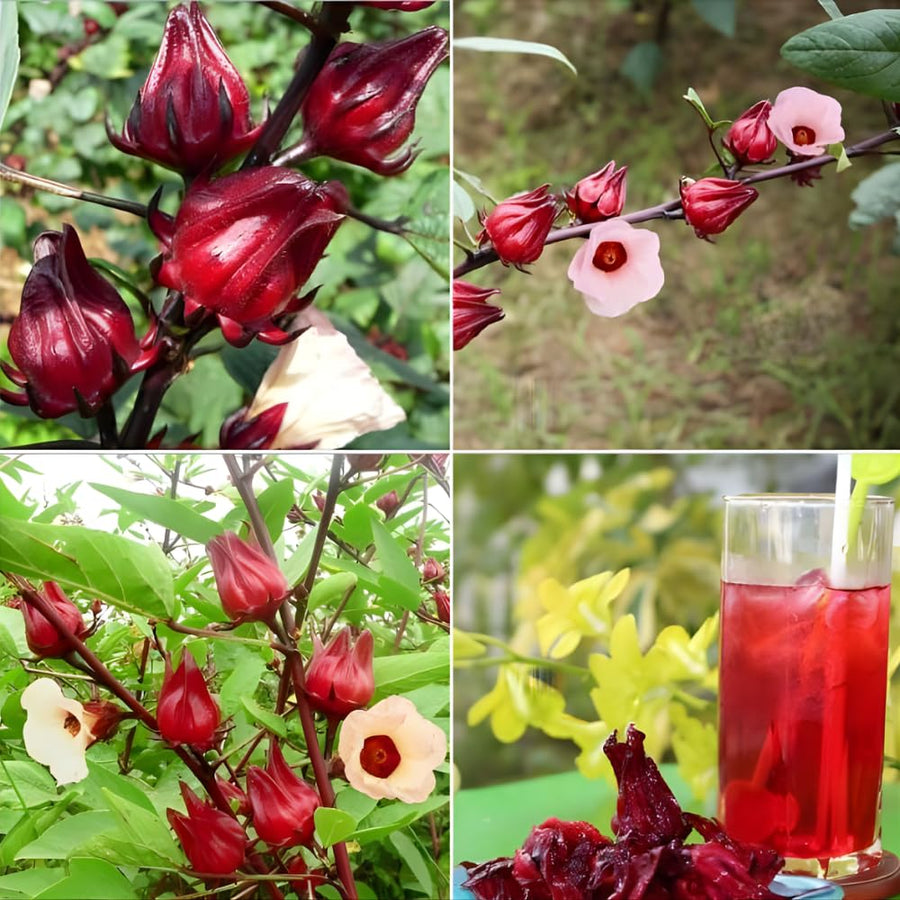 Roselle Seeds, Set of 50 Roselle Seeds, Red Hibiscus Roselle Seed for Outdoor Planting