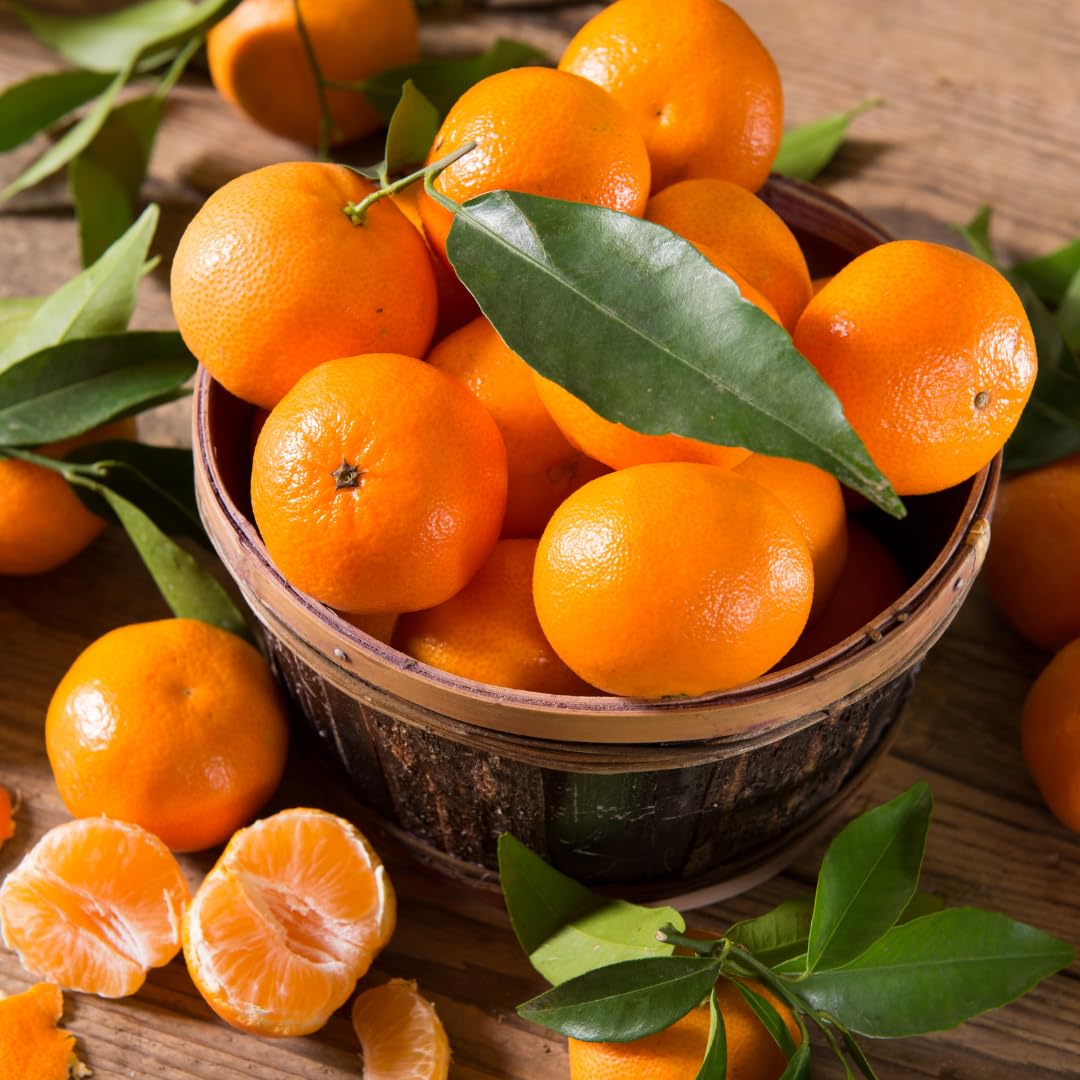 Live Tangerine Tree Plant, Sweet Tangerine Fruit Tree, Citrus Tree, 3 Feet Tall, Ready for Growing