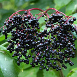 Black Elderberry Plant Live in 4" Pot, Elderberry Bushes, Well Rooted from 4 to 6 Inches Tall, Edible Berry Bush for Outdoor Planting