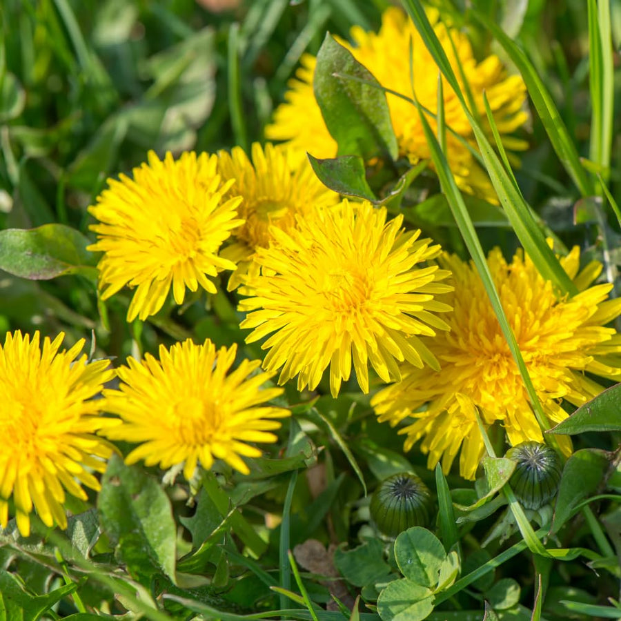 Dandelion Plant Live, Yellow Dandelion Live Plant, Hardy Flowers for Outdoor Growing, 4-6 Inc Tall, 4 Inc Pot