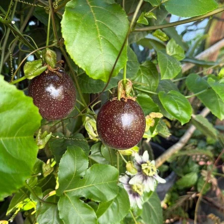 Passionfruit Live Plant 10-12″ Tall, Passion Fruit Vine, Fast Growing Tropical Vine, Outdoor or Container Growing (Purple)