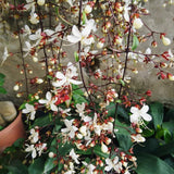 Smithianum Wallichii Clerodendrum Plants Live, Trailing Light Bulb Flowering Vine, 4-8 Inch Tall, Ready to Plant Outdoor
