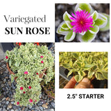 Variegated Aptenia Baby Sun Rose Plant Live, Starter Baby Sun Rose for Planting, 3 to 5 Inc Tall, No Pot, Aptenia Plant for Trailing