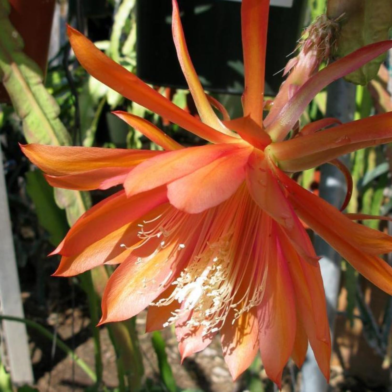 Epiphyllum Orchid Cactus Live Plant, 2 Plants Per Pot, Blooming Orchid Cactus for Indoor or Outdoor Growing (Orange Epiphyllum)