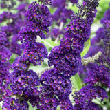 2 Butterfly Bush Shrubs Plants, Black Butterfly Bush Live Plants Trees Shrub for Planting Garden Indoor Outdoor