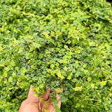 Succulent Plant Live, Trailing Houseplant, Indoor Green Foliage Plant in 4 Inch Pot (String of Frogs)