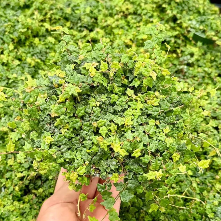 Succulent Plant Live, Trailing Houseplant, Indoor Green Foliage Plant in 4 Inch Pot (String of Frogs)