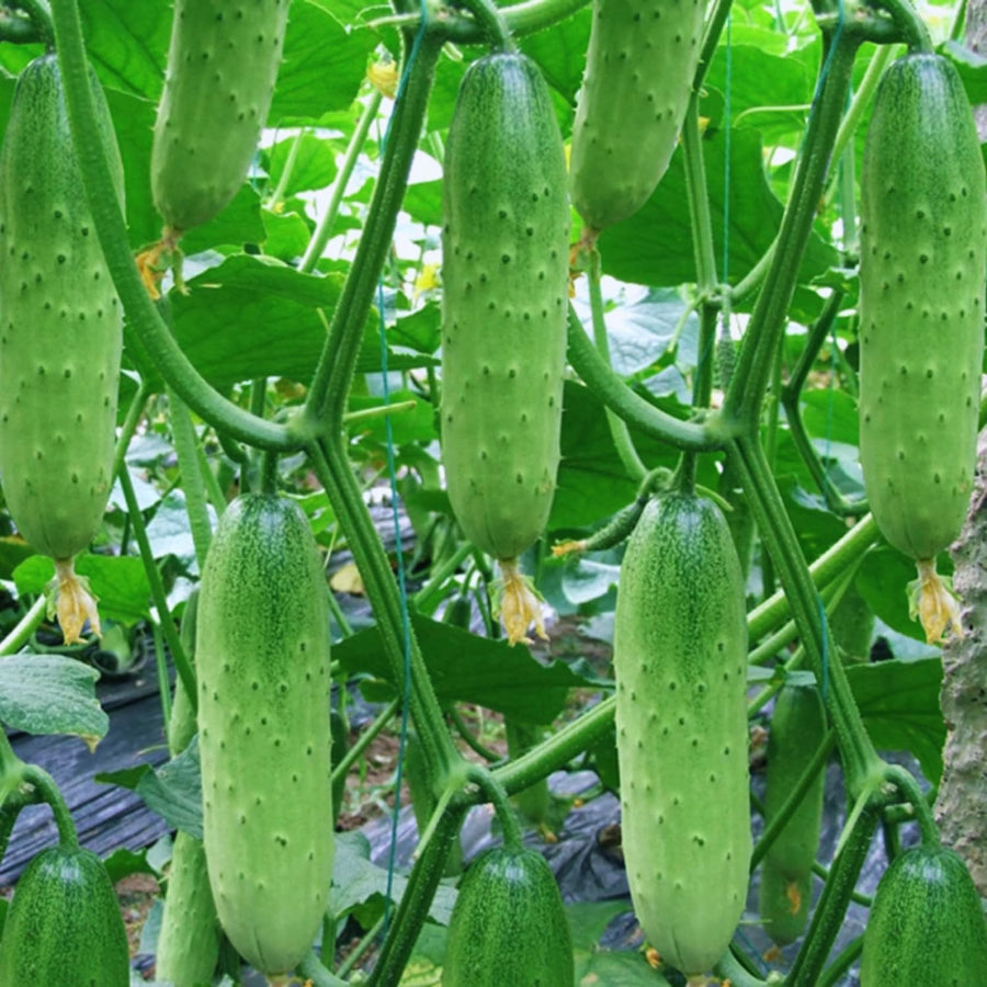 600+ Green Cucumber Seeds for Planting, Cucumber Vegetable Plant Seeds Garden, Vegetanle Seed