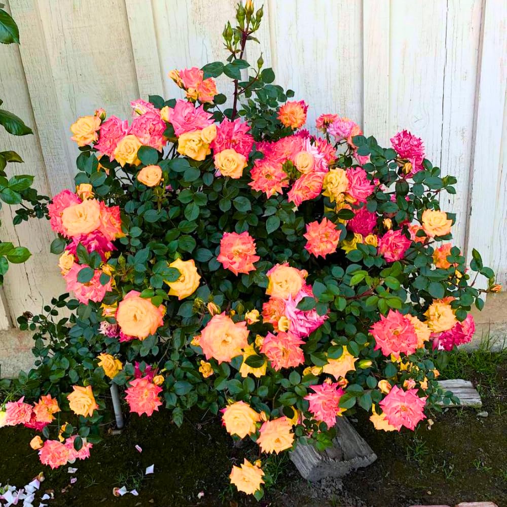 Rose Bush Live Plant - Rose Plant Live Shrub - Bareroot with Soil 5-10 Inch Tall - Fragrant Rose Flowers Heirloom Rose Shrub - No Pot (Rare Rose)