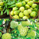 Sugar Apple Live Plant, 6-8'' Tall, Sweet Sugar Apple Tree in 3 Inch Pot, Annona Squamosa Sugar Apple Fruit Tree Live Plant