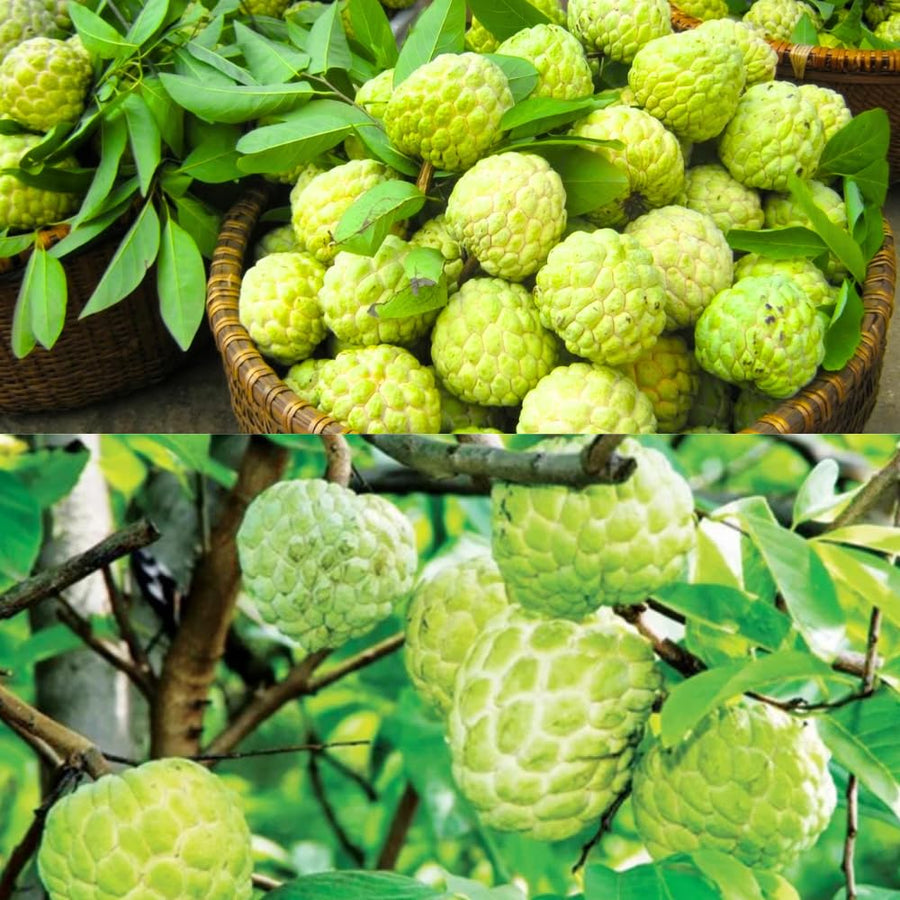 Sugar Apple Live Plant, 6-8'' Tall, Sweet Sugar Apple Tree in 3 Inch Pot, Annona Squamosa Sugar Apple Fruit Tree Live Plant