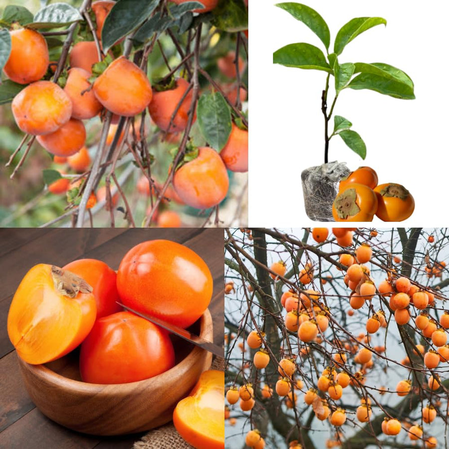 American Persimmon Tree Live Plant, Persimmons Fruit Plant Live, Zone 9 to 11, 5 to 7 Inc Tall Well Rooted
