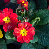 Set 2 Red Primrose Plants Live, Hardy Primrose Flower Live Plant from 5'' Long