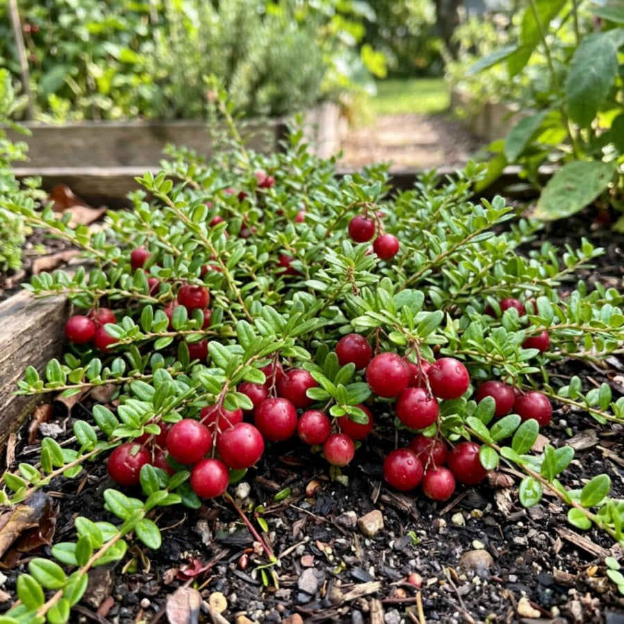 Set 2 Cranberry Plants Live, Cranberry Starer Plants in Pot, 2-5 Inc Tall, Hardy Edible Berry for Ground Cover, Container and Outdoor Garden