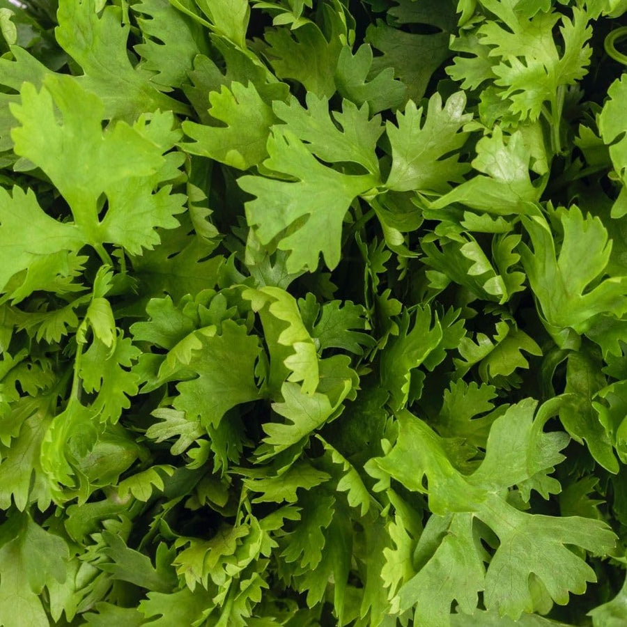 Pack 500 Cilantro Seeds for Planting Outdoor, Cilantro Herb Seeds for Outdoor Gardens, Fast Growing Herb