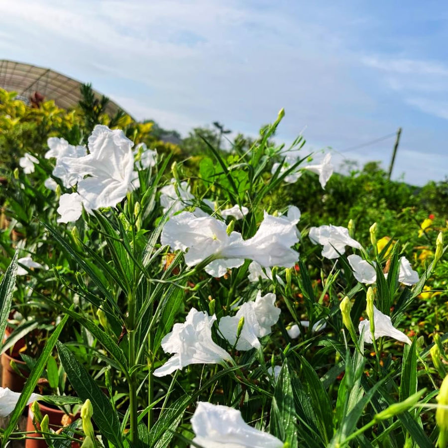 2 Mexican Petunias Live Plants - Petunia Plants Live, Live Petunia Plants Outdoor - Zone 8 to 11, Size 4 to 7 Inch Tall, White