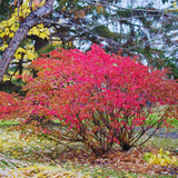 Set 5 Dwarf Burning Bush Bare Roots, Red Burning Bush Rooted Cuttings from 4 Inches in Height, Hardy Shrub Plant