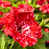 2 Petunia Live Plants, Strawberry Sky Petunia Flowers, Live Petunias Plants Outdoor Indoor, 5-9 Inch Tall
