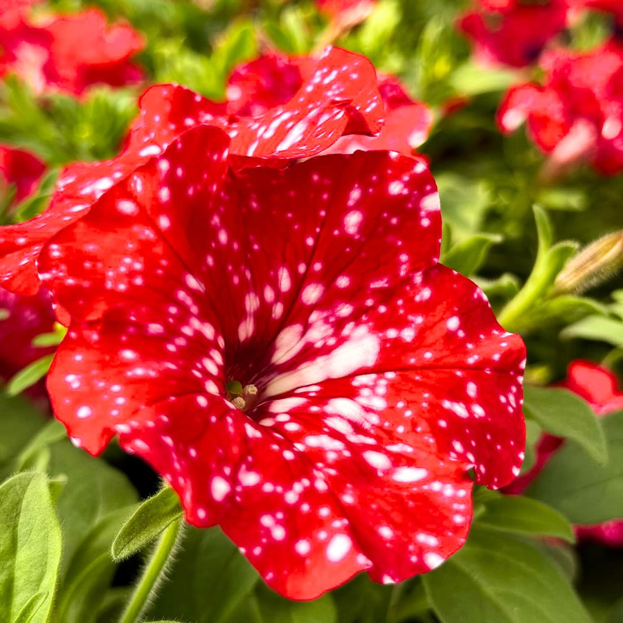 2 Petunia Live Plants, Strawberry Sky Petunia Flowers, Live Petunias Plants Outdoor Indoor, 5-9 Inch Tall