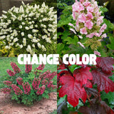 Hydrangea Tree Live Plant, Change Color, Vibrant Blooms, Outdoor Growing, Hardy and Ready to Plant, 6-12" in Tall (Pink to Red White Oakleaf)