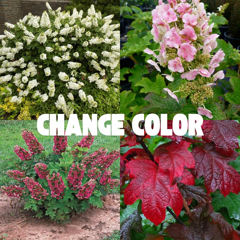 Hydrangea Tree Live Plant, Change Color, Vibrant Blooms, Outdoor Growing, Hardy and Ready to Plant, 6-12" in Tall (Pink to Red White Oakleaf)