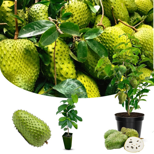 Guanabana Soursop Tree Live Plant, 6-10 Inch Tall, Sweet Soursop Plant Live, Well-Rooted, Half Gallon Pot, Tropical Soursop Fruit Tree