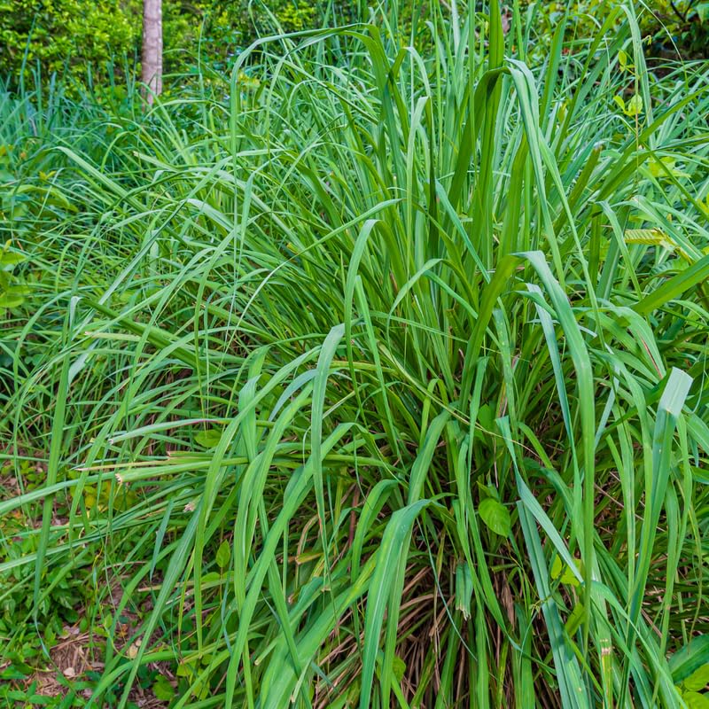 2 Citronella Grass Plants Live, Live Citronella Grass Plants, 4 to 6 Inc Tall, Citronella Grass Live Plants Indoor Outdoor