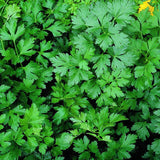 Parsley Plant Live in Pot, Live Parsley Plant, 3.5 Inches Pot, 4 to 6 Inches Tall for Planting Outdoor Or Indoor