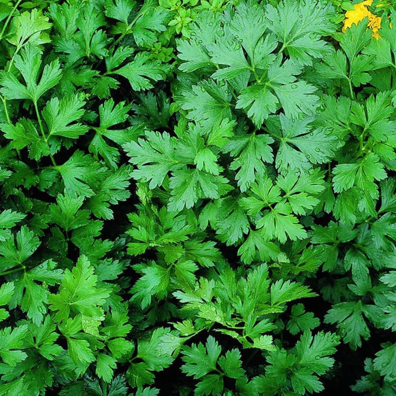 Parsley Plant Live in Pot, Live Parsley Plant, 3.5 Inches Pot, 4 to 6 Inches Tall for Planting Outdoor Or Indoor