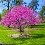 2 Eastern Redbud Trees Live, 1-2 Years Old, 16-24 Inches Tall, Flowering Ornamental Tree for Outdoor Planting, Pink Purple Redbud Plants